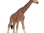 Schleich: Wild Life: Żyrafa samica FIGURKA